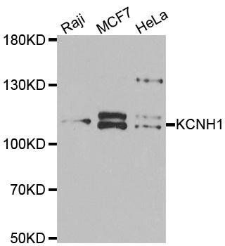 KCNH1 antibody