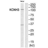 KCNH3 antibody