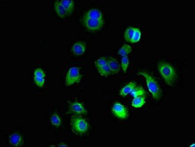 KCNH7 antibody