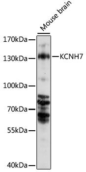 KCNH7 antibody