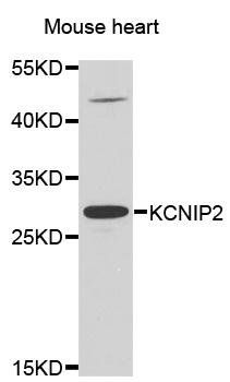 KCNIP2 antibody