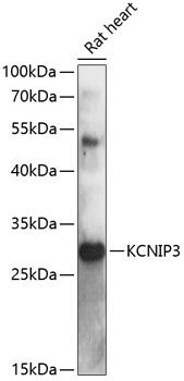 KCNIP3 antibody