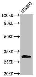 KCNIP3 Antibody