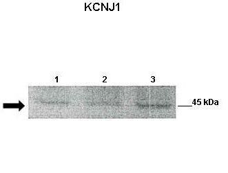 KCNJ1 antibody