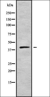 KCNJ13 antibody