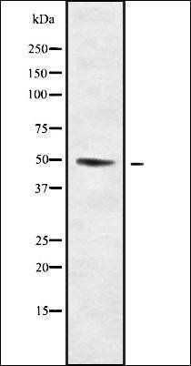 KCNJ14 antibody