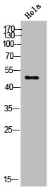 KCNJ16 antibody