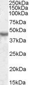 Goat anti-KCNJ1 / ROMK Antibody
