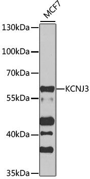 KCNJ3 antibody