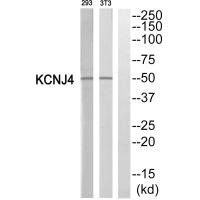 KCNJ4 antibody