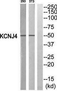 KCNJ4 antibody