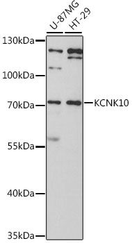 KCNK10 antibody