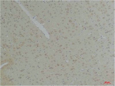 KCNK10 antibody