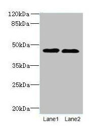 KCNK13 antibody