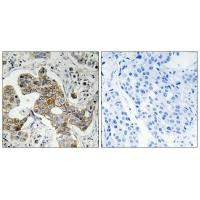 KCNK15 Antibody
