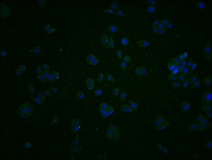 KCNK15 Antibody