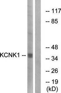KCNK1 antibody