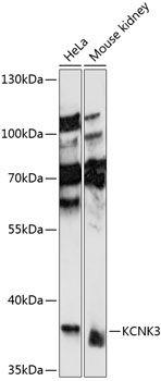 KCNK3 antibody