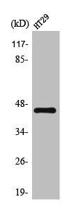 KCNK4 antibody