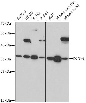 KCNK6 antibody