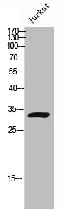 KCNK7 antibody