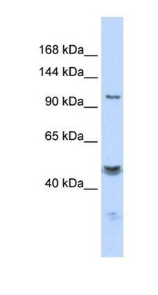 KCNMA1 antibody
