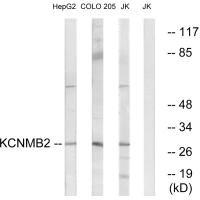 KCNMB2 antibody