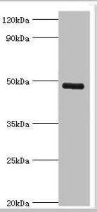KCNN4 Antibody