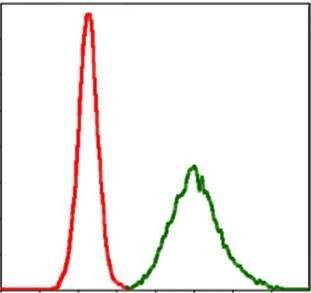 KCNQ1 Antibody