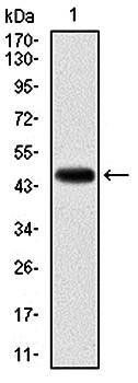 KCNQ1 Antibody
