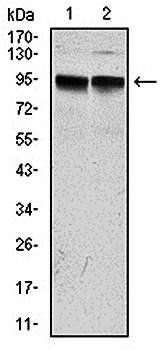 KCNQ1 Antibody