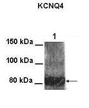 KCNQ4 antibody