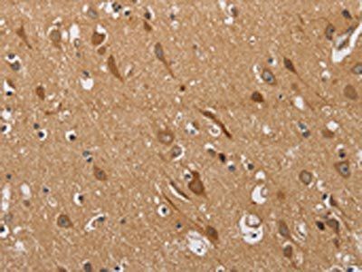 KCNQ4 Antibody
