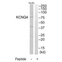 KCNQ4 antibody