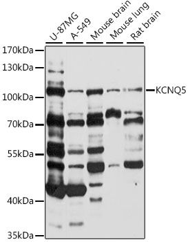 KCNQ5 antibody
