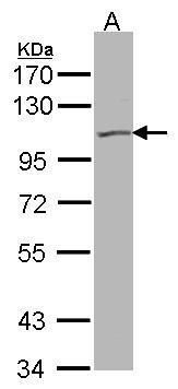 KCNQ5 antibody [N3C2], Internal