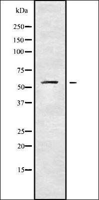 KCNS1 antibody