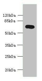 KCNS2 antibody