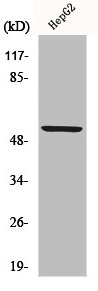 KCNS2 antibody