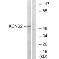 KCNS2 Antibody