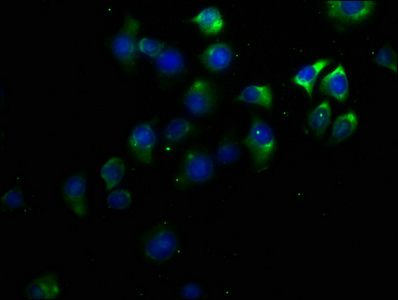 KCNV1 Antibody