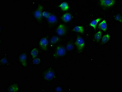 KCNV1 antibody