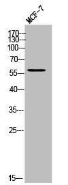 KCNV2 antibody