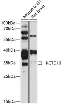 KCTD10 antibody