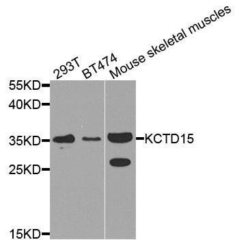 KCTD15 antibody