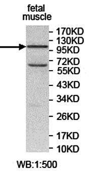 KCTD19 Rabbit Polyclonal Antibody