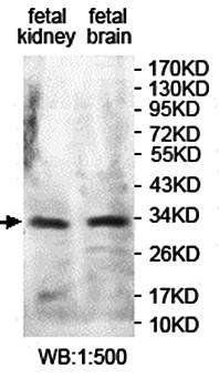 KCTD1 antibody