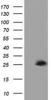 KCTD5 antibody