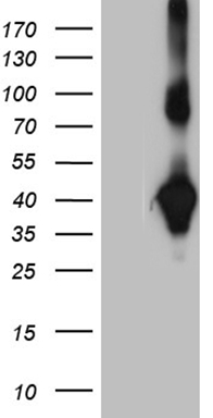 KCTD9 Antibody