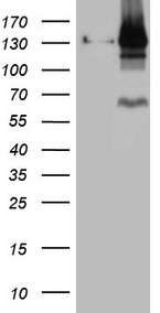 KCTD9 Antibody